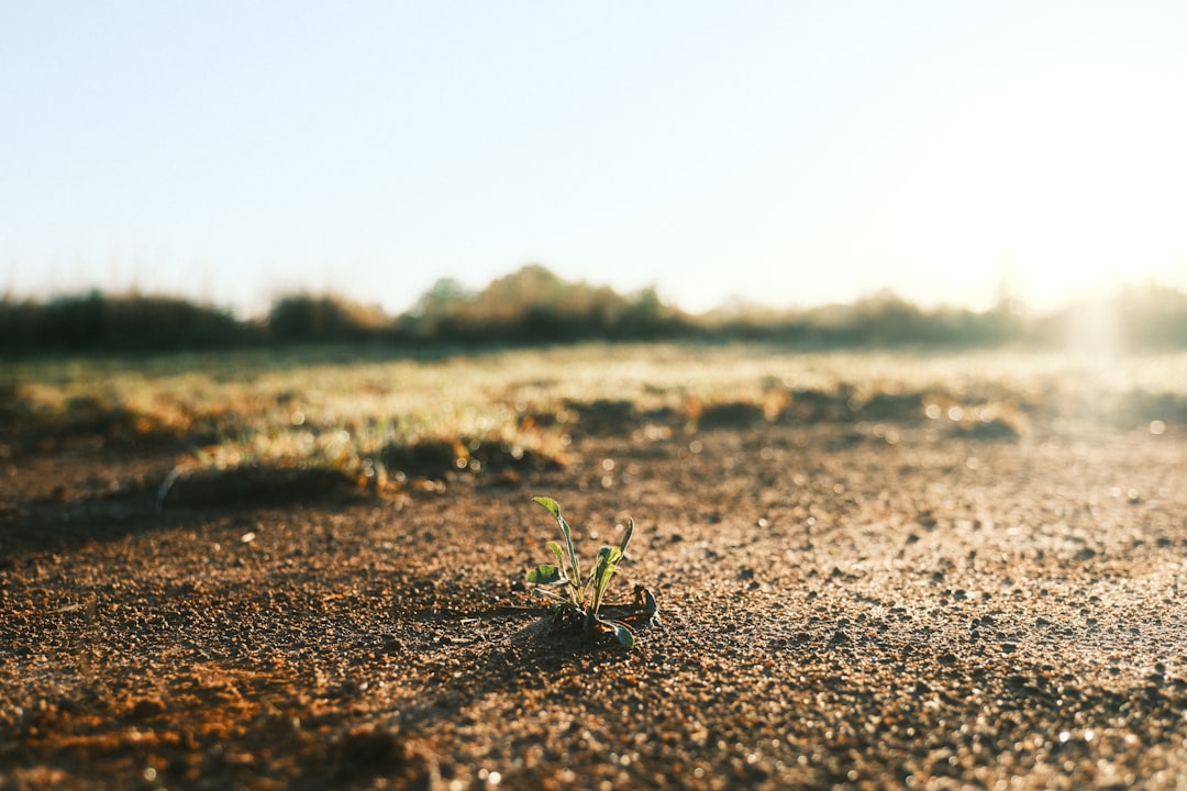 A resilient plant growing towards the sun emphasizing personal responsibility